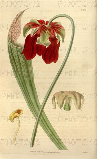 Botanical print or English natural history illustration by Joseph Swan 1796-1872, British Engraver. From the Liszt Masterpieces of Botanical Illustration Collection.