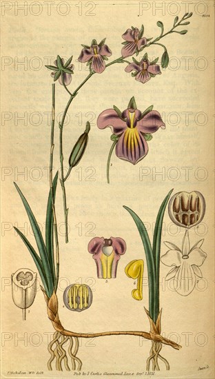 Botanical print or English natural history illustration by Joseph Swan 1796-1872, British Engraver. From the Liszt Masterpieces of Botanical Illustration Collection.