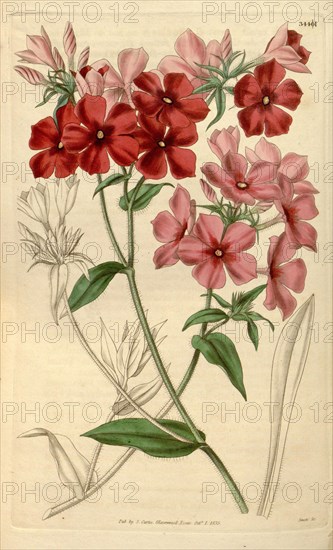 Botanical print or English natural history illustration by Joseph Swan 1796-1872, British Engraver. From the Liszt Masterpieces of Botanical Illustration Collection.