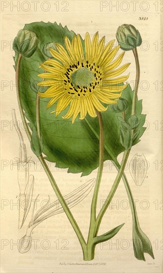 Botanical print or English natural history illustration by Joseph Swan 1796-1872, British Engraver. From the Liszt Masterpieces of Botanical Illustration Collection.