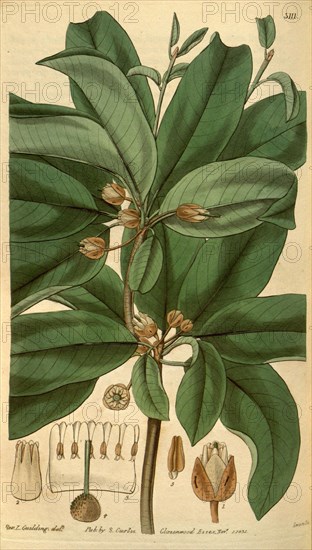 Botanical print or English natural history illustration by Joseph Swan 1796-1872, British Engraver. From the Liszt Masterpieces of Botanical Illustration Collection.