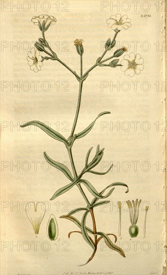 Botanical print or English natural history illustration by Joseph Swan 1796-1872, British Engraver. From the Liszt Masterpieces of Botanical Illustration Collection.