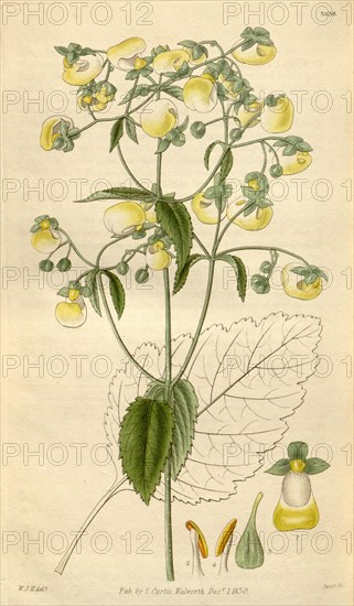 Botanical print by Sir William Jackson Hooker, FRS, 1785 â€ì 1865, English botanical illustrator. He held the post of Regius Professor of Botany at Glasgow University, and was Director of the Royal Botanic Gardens, Kew. From the Liszt Masterpieces of Botanical Illustration Collection.