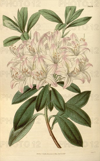 Botanical print or English natural history illustration by Joseph Swan 1796-1872, British Engraver. From the Liszt Masterpieces of Botanical Illustration Collection.