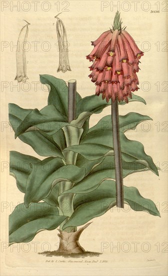 Botanical print or English natural history illustration by Joseph Swan 1796-1872, British Engraver. From the Liszt Masterpieces of Botanical Illustration Collection.