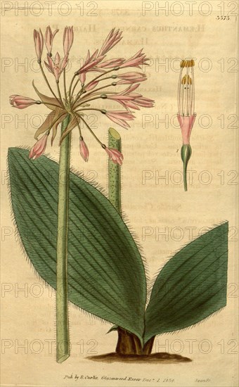 Botanical print or English natural history illustration by Joseph Swan 1796-1872, British Engraver. From the Liszt Masterpieces of Botanical Illustration Collection.