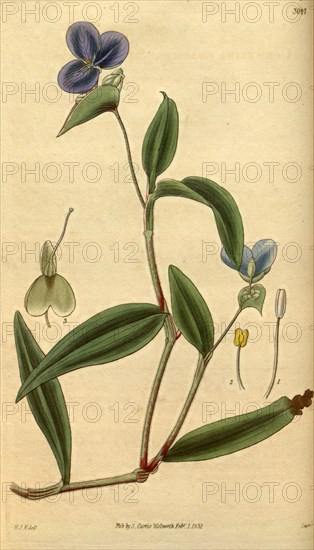 Botanical print by Sir William Jackson Hooker, FRS, 1785 â€ì 1865, English botanical illustrator. He held the post of Regius Professor of Botany at Glasgow University, and was Director of the Royal Botanic Gardens, Kew. From the Liszt Masterpieces of Botanical Illustration Collection.