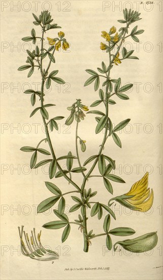 Botanical print or English natural history illustration by Joseph Swan 1796-1872, British Engraver. From the Liszt Masterpieces of Botanical Illustration Collection.