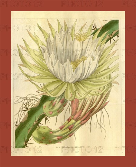 Botanical print or English  natural history illustration by  Joseph Swan 1796-1872, British  Engraver. From the Liszt  Masterpieces of Botanical  Illustration Collection.