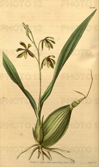 Botanical print or English natural history illustration by Joseph Swan 1796-1872, British Engraver. From the Liszt Masterpieces of Botanical Illustration Collection.