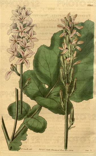 Botanical print or English natural history illustration by Joseph Swan 1796-1872, British Engraver. From the Liszt Masterpieces of Botanical Illustration Collection.