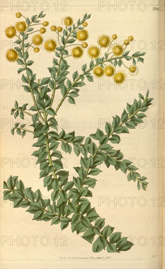 Botanical print or English natural history illustration by Joseph Swan 1796-1872, British Engraver. From the Liszt Masterpieces of Botanical Illustration Collection.