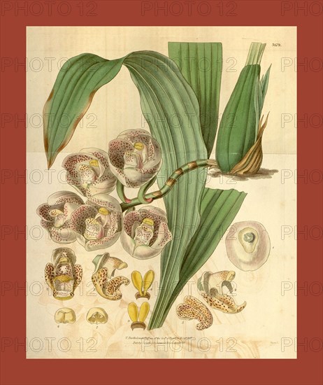 Botanical print or English natural history illustration by Joseph Swan 1796-1872, British Engraver. From the Liszt Masterpieces of Botanical Illustration Collection.