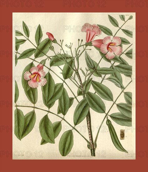 Botanical print or English natural history illustration by Joseph Swan 1796-1872, British Engraver. From the Liszt Masterpieces of Botanical Illustration Collection.