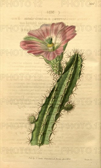 Botanical print or English  natural history illustration by  Joseph Swan 1796-1872, British  Engraver. From the Liszt  Masterpieces of Botanical  Illustration Collection.