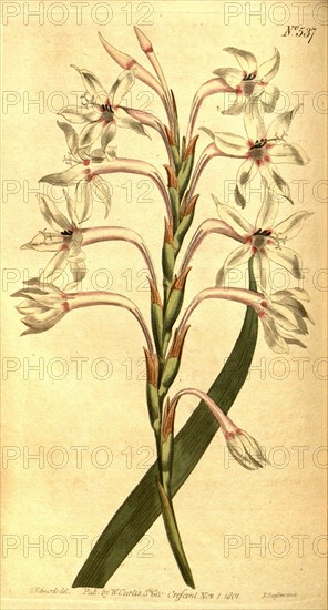 Botanical print by Sydenham  Teast Edwards 1768 â€ì 1819,  Sydenham Edwards was a natural  history illustrator, British,  UK, colour lithograph, botanical  artist. From the Liszt  Masterpieces of Botanical  Illustration Collection.