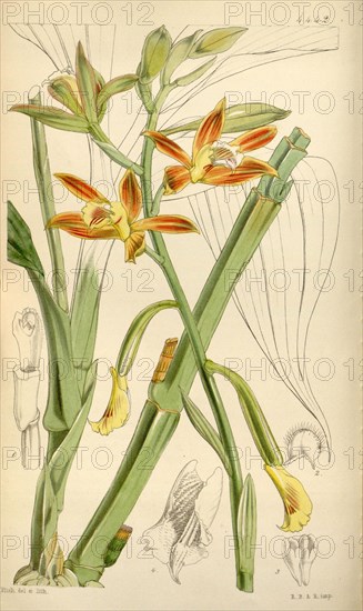 Botanical Print by Walter Hood Fitch 1817 â€ì 1892, W.H. Fitch was an botanical illustrator and artist, born in Glasgow,  Scotland, UK, colour lithograph