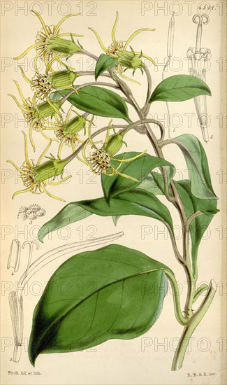 Botanical Print by Walter Hood Fitch 1817 â€ì 1892, botanical illustrator and artist, born in Glasgow, Scotland, UK, colour lithograph