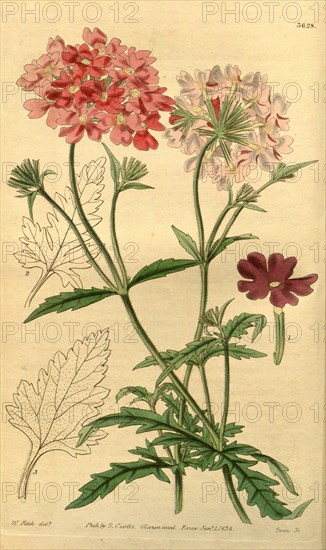 Botanical Print by Walter Hood Fitch 1817 â€ì 1892, W.H. Fitch was an botanical illustrator and artist, born in Glasgow,  Scotland, UK, colour lithograph