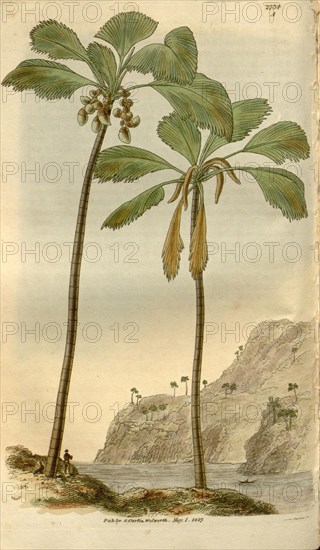 Botanical print or English natural history illustration by Joseph Swan 1796-1872, British Engraver