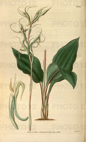 Botanical print or English natural history illustration by Joseph Swan 1796-1872, British Engraver