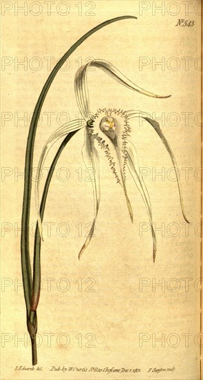 Botanical print by Sydenham Teast Edwards 1768 â€ì 1819, Sydenham Edwards was a natural history illustrator, British, UK,  colour lithograph, botanical artist