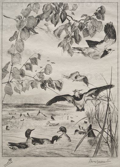 Lapwings and Teals, 1862. Félix Bracquemond (French, 1833-1914), Alfred Cadart. Etching; sheet: 40 x 27.9 cm (15 3/4 x 11 in.); plate: 29.3 x 20.6 cm (11 9/16 x 8 1/8 in.)