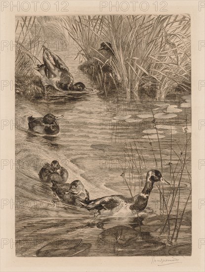 Ducks at play, c. 1870. Félix Bracquemond (French, 1833-1914). Etching and drypoint; sheet: 55.3 x 39.6 cm (21 3/4 x 15 9/16 in.); platemark: 33.8 x 24.4 cm (13 5/16 x 9 5/8 in.)
