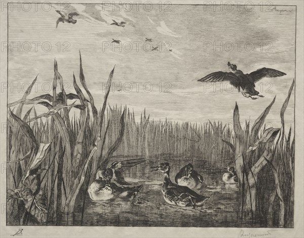 Teal, 1853. Félix Bracquemond (French, 1833-1914). Etching; sheet: 28 x 40.3 cm (11 x 15 7/8 in.); platemark: 22.7 x 29.3 cm (8 15/16 x 11 9/16 in.)