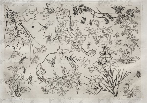 Dinner Service (Rousseau service): Flowers (no. 22), 1866. Félix Bracquemond (French, 1833-1914). Etching; sheet: 35 x 47.8 cm (13 3/4 x 18 13/16 in.); platemark: 24.4 x 34.4 cm (9 5/8 x 13 9/16 in.).