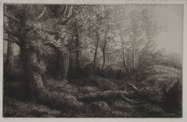 A Woodland Study. Alphonse Legros (French, 1837-1911). Etching