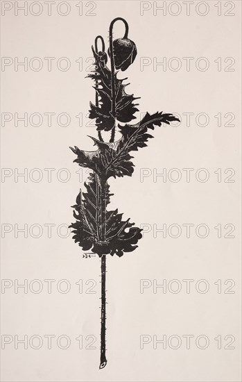 Flower Study. Harry Fenn (American, 1838/45-1911). Process cut