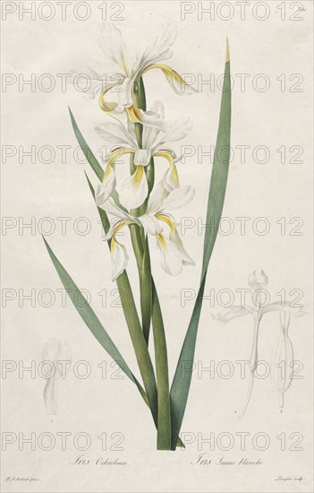Gold-banded Iris, 1812. Henry Joseph Redouté (French, 1766-1853). Stipple, roulette and line engraving with hand coloring