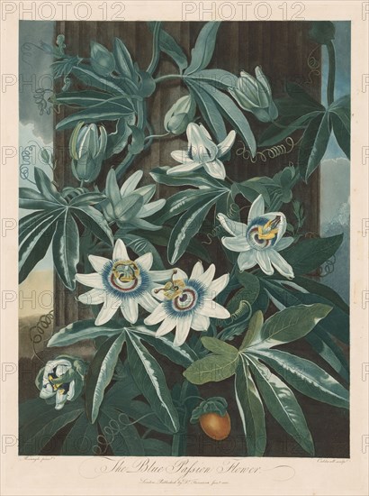 The Blue Passion-flower, 1799-1807. Robert John Thornton (British, 1768-1837). Aquatint, stipple, line engraving, etching and roulette
