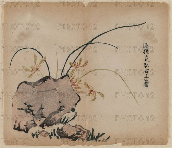 Orchid on Rocks, 18th Century. China, Qing dynasty (1644-1911). Color woodblock print; overall: 29 x 25 cm (11 7/16 x 9 13/16 in.).