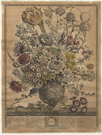 Twelve Months of Flowers:  March, 1730. Henry Fletcher (British, active 1715-38). Engraving, hand-colored; sheet: 42.7 x 32.2 cm (16 13/16 x 12 11/16 in.); platemark: 41 x 30.9 cm (16 1/8 x 12 3/16 in.)
