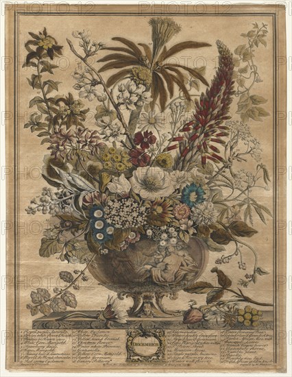 Twelve Months of Flowers:  December, 1730. Henry Fletcher (British, active 1715-38). Engraving, hand-colored; sheet: 42.4 x 32.5 cm (16 11/16 x 12 13/16 in.); platemark: 41.6 x 31.6 cm (16 3/8 x 12 7/16 in.).