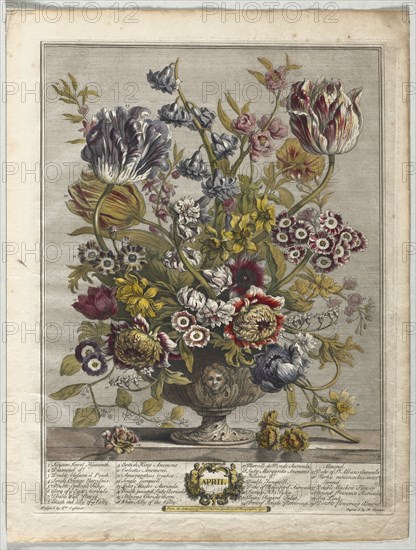 Twelve Months of Flowers:  April, 1730. Henry Fletcher (British, active 1715-38). Engraving, hand-colored; sheet: 46.8 x 35.5 cm (18 7/16 x 14 in.); platemark: 41.7 x 32 cm (16 7/16 x 12 5/8 in.)