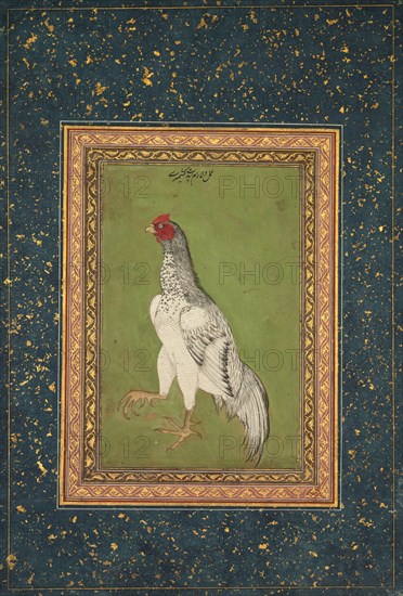 Rooster, c. 1620. India, Mughal, 17th century. Opaque watercolor and gold on paper; image: 18.3 x 12.1 cm (7 3/16 x 4 3/4 in.); overall: 37.3 x 25.4 cm (14 11/16 x 10 in.).