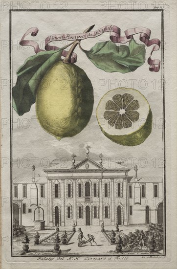 Nurnbergische Hesperides:  No. 125 - Limon Ponzino da Neapoli.  Palazzo del N. H. Cornaro à Fiesso, c. 1708. Joseph de Montalegre (Hungarian), Johoann Christoph Volckamer (German). Engraving, hand-colored