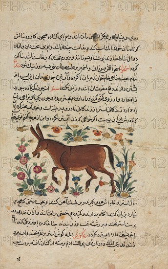 Text Page, Persian Prose (Recto); Khar (Ass) (Verso), 1400s. Iran, Timurid Period, 15th century. Ink and opaque watercolor on paper; overall: 24.8 x 15.8 cm (9 3/4 x 6 1/4 in.); text area: 18.7 x 11 cm (7 3/8 x 4 5/16 in.).