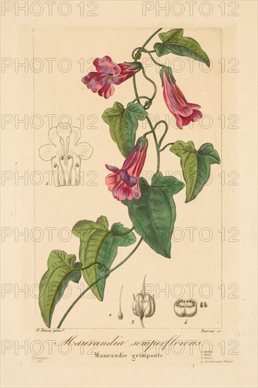 Flore des Jardiniers, Amateurs et Manufacturiers:  Maurandia semperflorens, 1836. Jean Pierre Frederic Barrois (French, 1786-aft 1841), Pancrace Bessa (French, 1772-1846). Engraving, hand-colored