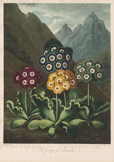 The Temple of Flora, or Garden of Nature:  A Group of Auriculas, 1803. Robert John Thornton (British, 1768-1837). Aquatint, stipple, and etching with watercolor added by hand