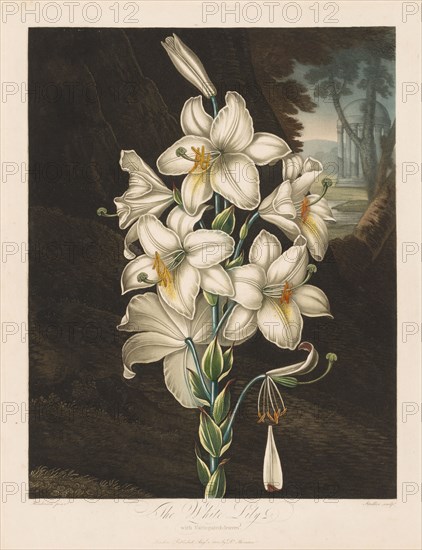 The Temple of Flora, or Garden of Nature:  The White Lily with Variegated Leaves, 1800. Robert John Thornton (British, 1768-1837). Aquatint, stipple and line engraving