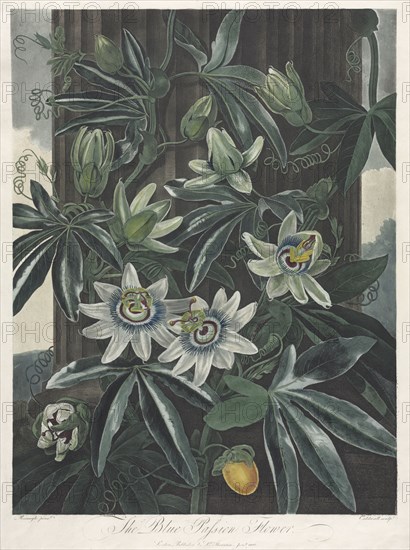 The Temple of Flora, or Garden of Nature:  The Blue Passion Flower, 1800. Robert John Thornton (British, 1768-1837). Aquatint, stipple and line engraving