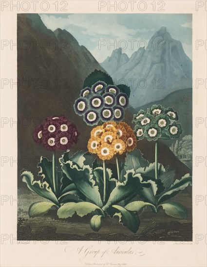 The Temple of Flora, or Garden of Nature:  A Group of Auriculas, 1803. Robert John Thornton (British, 1768-1837). Aquatint, stipple and line engraving