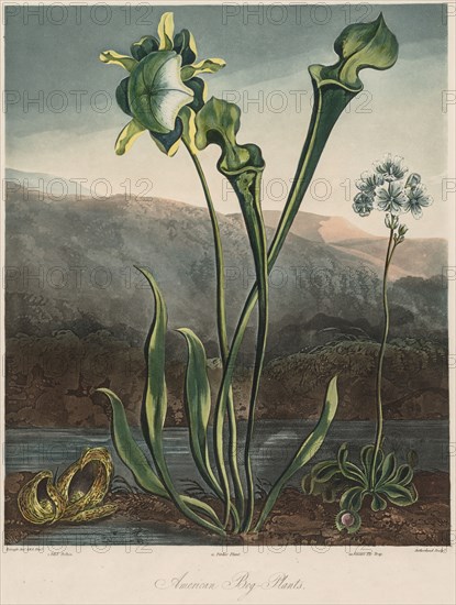 The Temple of the Flora: American Bog Plants. Thomas Sutherland (British, 1785-aft 1825), Robert John Thornton (British, 1768-1837). Color engraving, aquatint, stipple