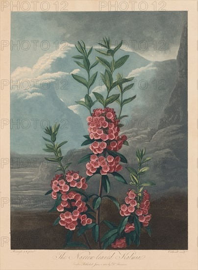 The Temple of Flora, or Garden of Nature:  The Narrow-leaved Kalmia, Mountain Laurel, 1804. Robert John Thornton (British, 1768-1837). Aquatint, stipple and line engraving