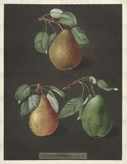Pomona Britannica:  No. 82 - Pears, 1807. George Brookshaw (British). Aquatint