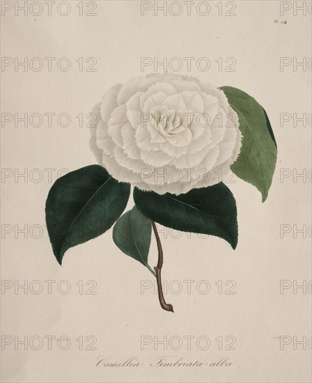 Iconographie du genre camellia:  No. 194, 1839-1843. Abbé Laurent Berlèse (French). Stipple and line engraving, with hand coloring